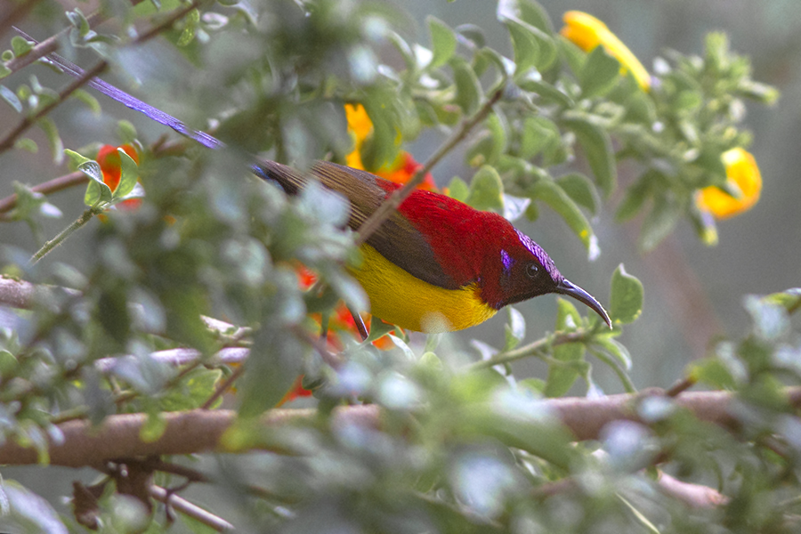 Crimson sunbird